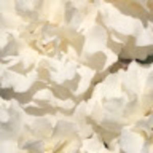 Meet your Posher, Natasha